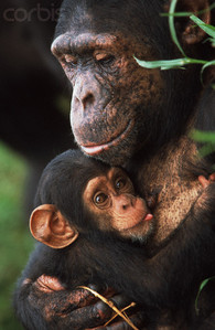 Chimpanzee Mother Nurturing Baby