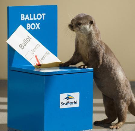 otter_voting